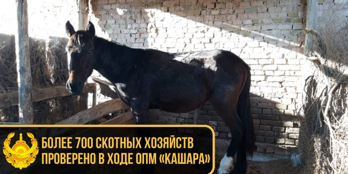 Более 700 скотных хозяйств проверено в ходе ОПМ «Кашара»