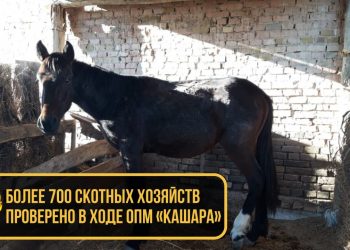 Более 700 скотных хозяйств проверено в ходе ОПМ «Кашара»