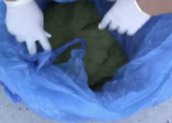 Служебная собака Тэя обнаружила 8,5 кг наркотиков у жителя Алматы