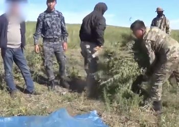 Во время сбора наркотиков задержаны двое жителей Кентау