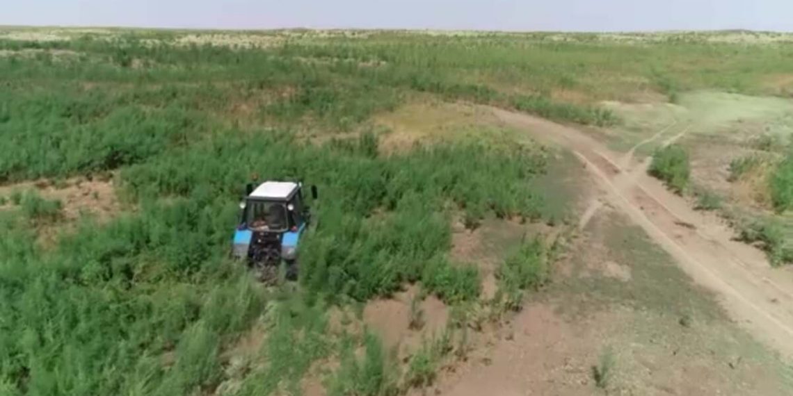Более 1,5 тонны конопли скошено и сожжено в Жамбылской области