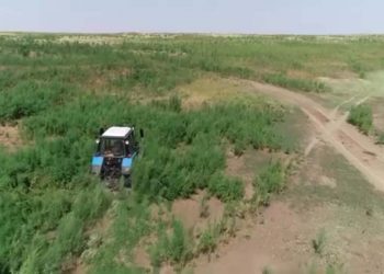 Более 1,5 тонны конопли скошено и сожжено в Жамбылской области