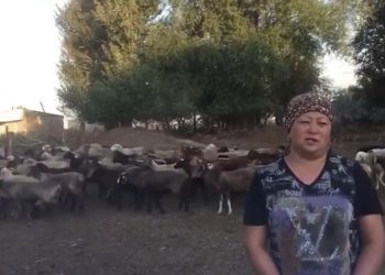 122 украденных барана вернули хозяину жамбылские полицейские