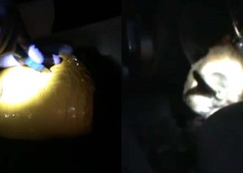 Житель Алматинской области задержан с наркотиками в Жамбылской области