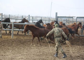Ход конём: отбор на конкурс «Конный марафон»
