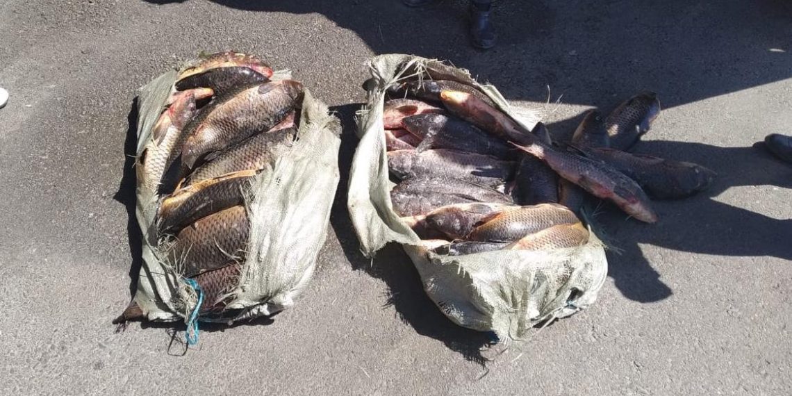 «Уылдырық шашу» жедел-алдын алу іс-шараларын жүргізу барысында табиғатты қорғау заңнамасын бұзудың 85 дерегі анықталды