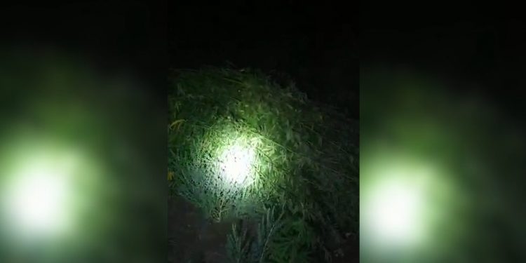 Жамбылдық полицейлер марихуана дайындаушы әрі тасымалдаушыны құрықтады