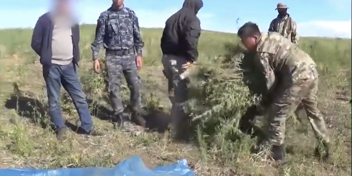 Шу ауданында есірткі жинау барысында 2 тұрғын ұсталды