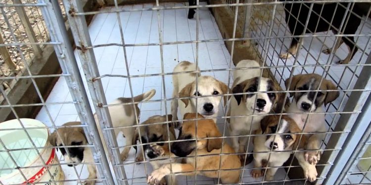 Ветеринария басқармасы Тараздық қоғам белсендісінің шағымына жауап берді
