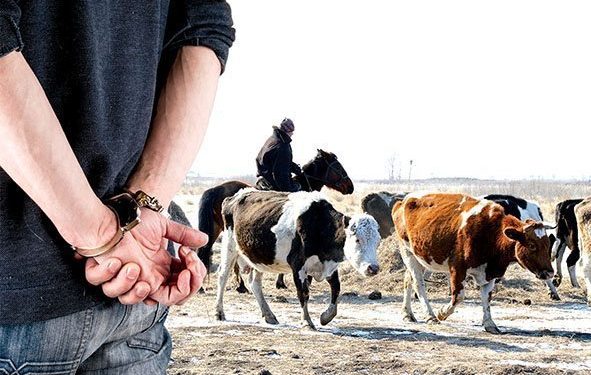 Жамбылдық полицейлер 3 күндік «Мал ұрысы» жедел -алдын  алу іс-шарасын өткізді