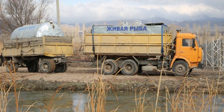 Жамбыл облысында балық шаруашылығын дамытуға серпін берілмек