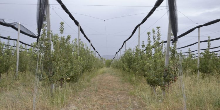 ЖАМБЫЛ АУДАНЫНДАҒЫ 7 ЕЛДІ МЕКЕНДЕ 77 ЖЫЛЫЖАЙ ЖҰМЫС ІСТЕУДЕ