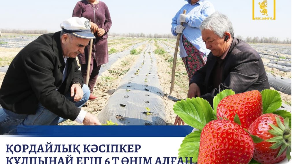 ҚОРДАЙЛЫҚ КӘСІПКЕР ҚҰЛПЫНАЙ ЕГІП 6 Т ӨНІМ АЛҒАН