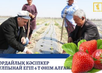 ҚОРДАЙЛЫҚ КӘСІПКЕР ҚҰЛПЫНАЙ ЕГІП 6 Т ӨНІМ АЛҒАН
