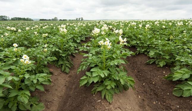 Жамбылда 55 күнде өнім беретін голландиялық картоп өсірілуде