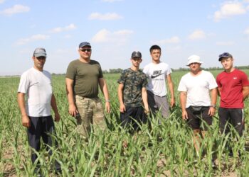 БИЫЛ ЖАМБЫЛ ОБЛЫСЫ ҚОРДАЙ АУДАНЫНДА 8000 ГЕКТАР АЛҚАПҚА ДӘНДІК ЖҮГЕРІ СЕБІЛДІ