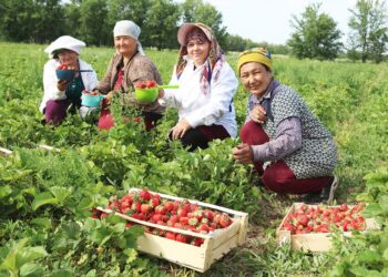 ЖАМБЫЛ ОБЛЫСЫ ҚОРДАЙ АУДАНЫНДА ҚҰЛПЫНАЙ ЖИНАЛУДА