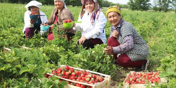 ЖАМБЫЛ ОБЛЫСЫ ҚОРДАЙ АУДАНЫНДА ҚҰЛПЫНАЙ ЖИНАЛУДА