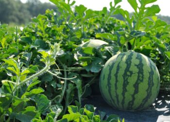 ЖАМБЫЛДЫҚ ДИХАНДАР АМЕРИКАЛЫҚ ҚАРБЫЗ ТҮРІН ӨСІРУДЕ