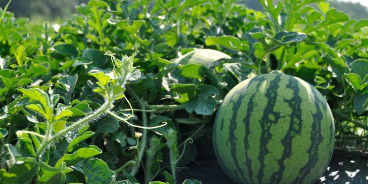 ЖАМБЫЛДЫҚ ДИХАНДАР АМЕРИКАЛЫҚ ҚАРБЫЗ ТҮРІН ӨСІРУДЕ