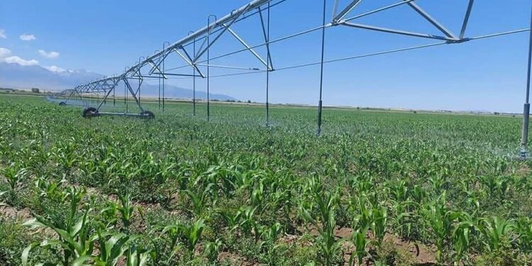 АУДАНДА ЖЕКЕ КӘСІПКЕРЛЕРДІҢ САНЫ 24- ТЕН 196- ҒА АРТҚАН