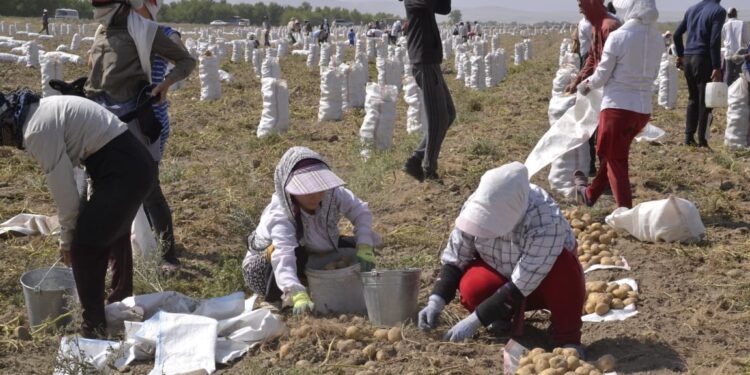 Жамбыл облысында картоп жинау науқаны басталды