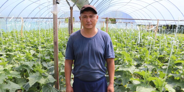 Жуалылық тұрғын есік алдындағы жылыжайдан күніне 60-70 келі қияр жинауда