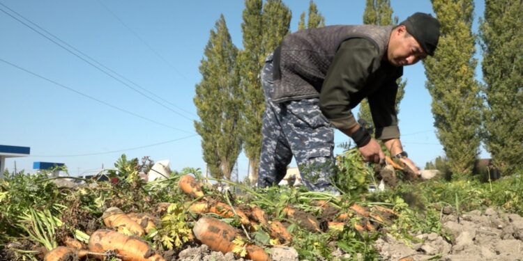 Жамбыл өңірінде көкөніс жеткілікті