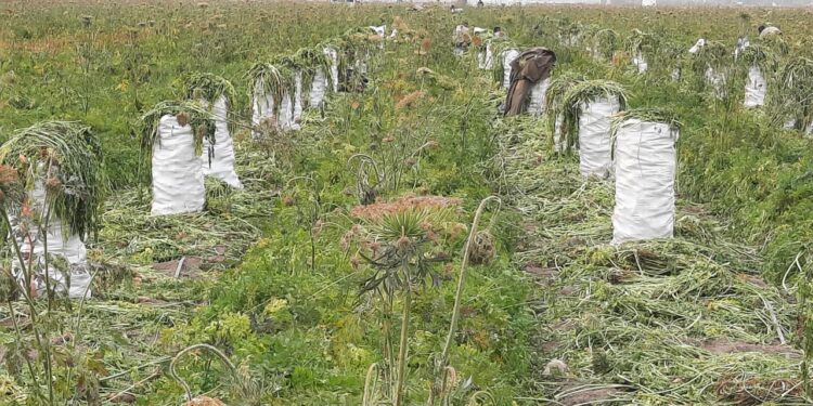 Жамбыл облысы Жамбыл ауданында сәбіздің әр гектарынан 40 гектардан өнім алынуда