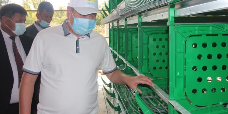 Жамбылдық кәсіпкер тәулігіне 216 мың жұмыртқа өндірмек