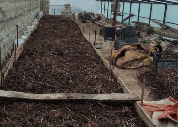 Жамбылдық шаруа жауынқұртты пайдаланып  тыңайтқыш әзірлеуде