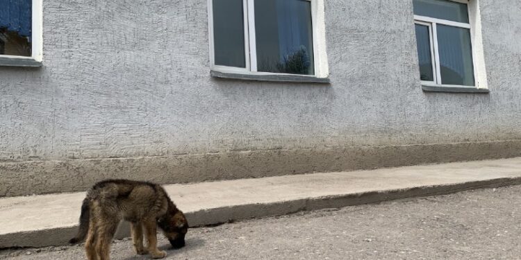 «Ит қапқан бала көз жұмды»: Марқұмның туыстары оқиғаның мән-жайын айтты