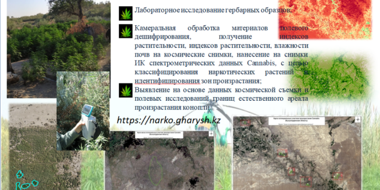 Цифрлық даму министрлігі: еліміздің 5 өңірінде есірткі алқаптары анықталды