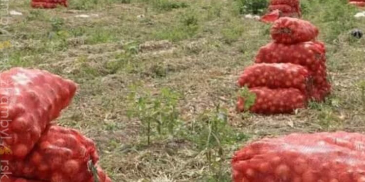Жамбылдық шаруалар пияздың әр гектарынан 70 тоннадан өнім алуда