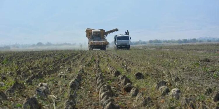 Жамбыл облысында қант қызылшасының алқабы екі есеге артады