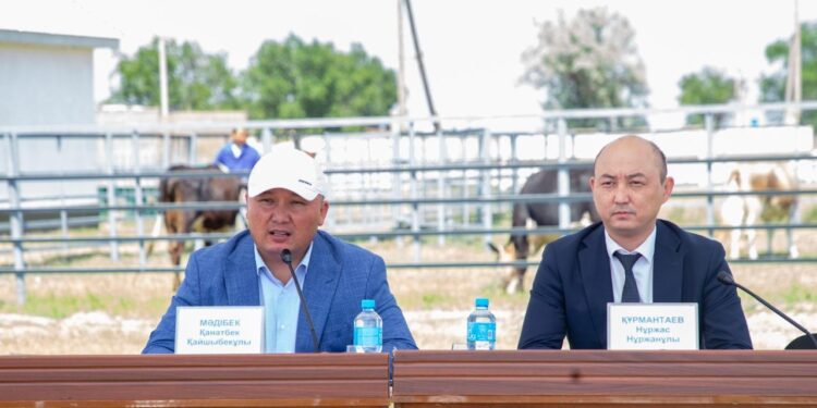 Жамбыл облысында мүйізді ірі қараны асылдандыру жұмыстары қарқынды жүруде