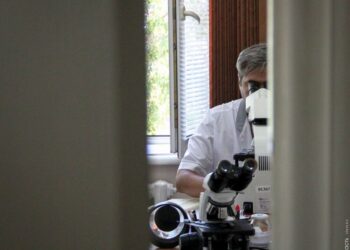Жамбыл және Ақмола облыстарында 32 адам сібір жарасын жұқтырған