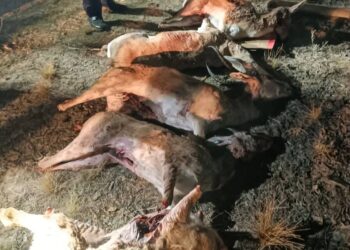 «Қызыл кітапқа» енген қарақұйрықтарды атқан Шу тұрғындары ұсталды