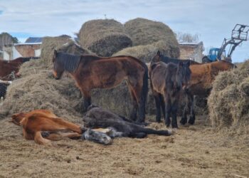 Біржан-Сал учаскесінде 1116 бас жылқы өлімі тіркелген