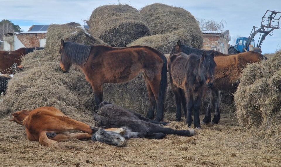 Біржан-Сал учаскесінде 1116 бас жылқы өлімі тіркелген