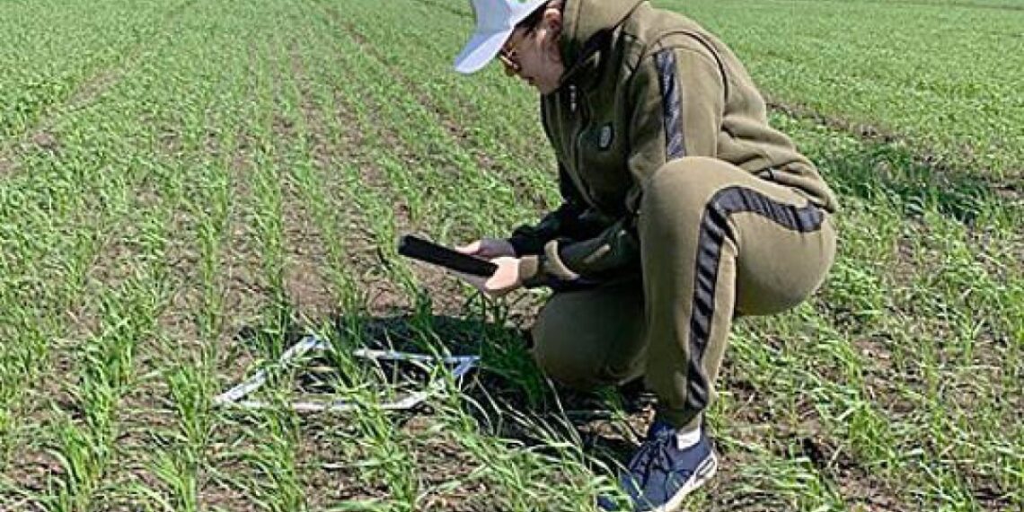 АШМ: Қазақстан аймақтарында фитосанитарлық мониторинг күшейтілді