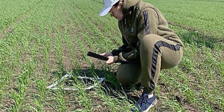 АШМ: Қазақстан аймақтарында фитосанитарлық мониторинг күшейтілді