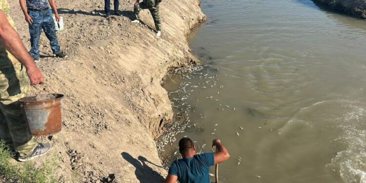 Атырауда балық жаппай қырылып жатыр