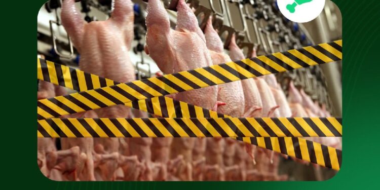 Қазақстан аумағына заңсыз әкелінген 25 мың келіден аса құс еті жойылды
