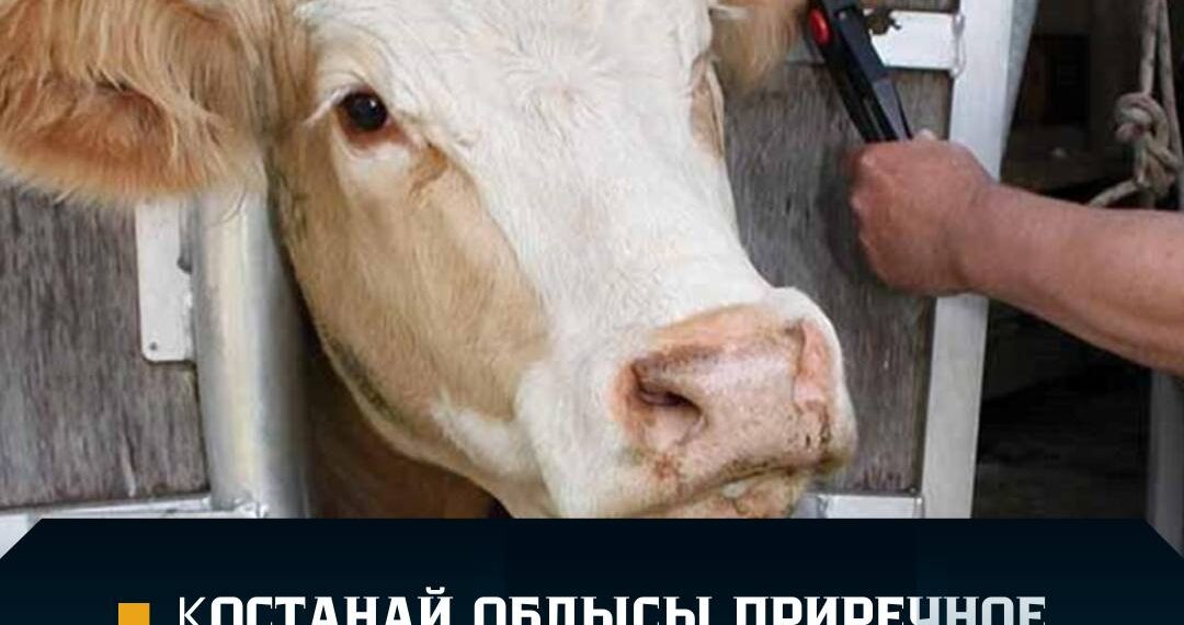 Сібір жарасы. Қостанайдың Приречное ауылы карантинге жабылды