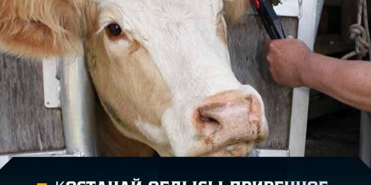 Сібір жарасы. Қостанайдың Приречное ауылы карантинге жабылды