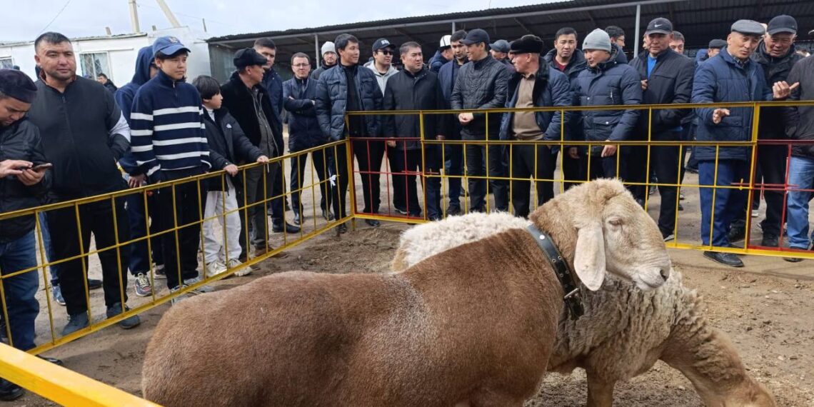 Шу ауданында асыл тұқымды қойлар көрмесі өтті