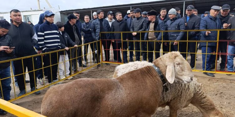 Шу ауданында асыл тұқымды қойлар көрмесі өтті