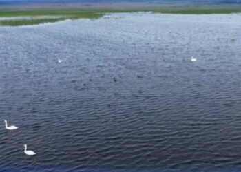 Талас өзенінің төменгі ағысындағы көлге су толды