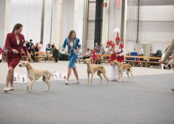 Қазақ тазылары Дүниежүзілік көрмеде ресми түрде алғаш рет әлемге таныстырылды